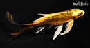 7.25" GINRIN ORENJI MATSUBA BUTTERFLY