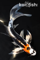 8.25" BENI KIKOKURYU BUTTERFLY