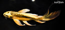 9.75" KIN KIKOKURYU BUTTERFLY