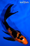 5" AKA BEKKO BUTTERFLY