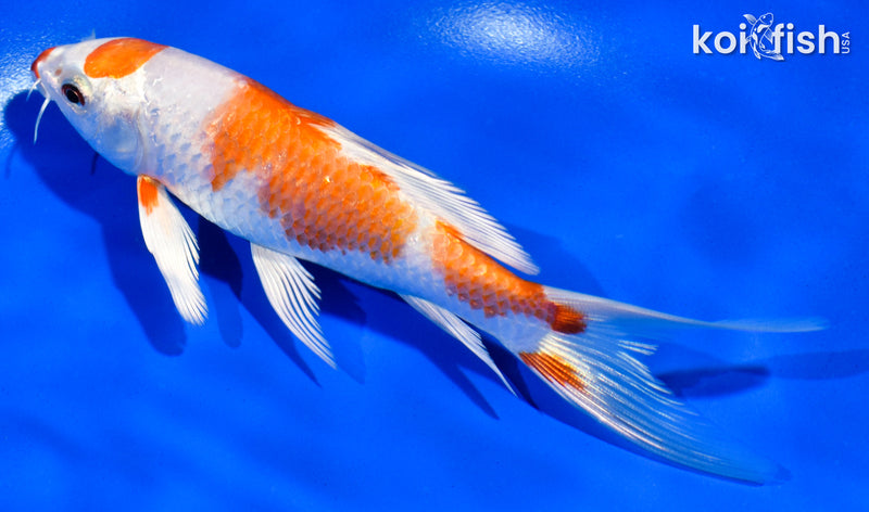 5.5" MARUTEN HARIWAKE BUTTERFLY