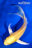 5" YAMABUKI OGON BUTTERFLY