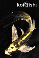 8.5" ARAGOKE KIN KIKOKURYU BUTTERFLY