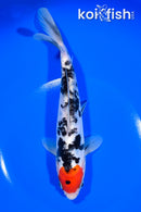 8" DOITSU TANCHO SANKE
