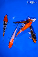 PACK OF (5) 4-5" STANDARD KOI