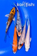 PACK OF (5) 4-4.25" STANDARD KOI