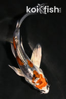 4" HEISEI NISHIKI BUTTERFLY