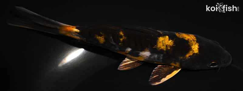 5" ARAGOKE HI UTSURI