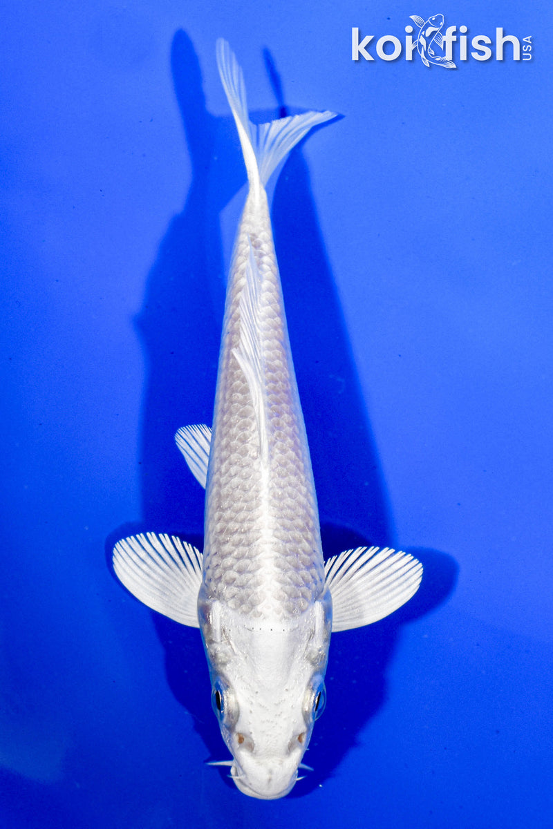 5" PLATINUM OGON