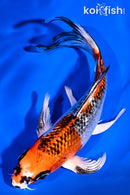 6.75" GINRIN KUJAKU BUTTERFLY