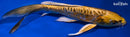 8" KIN KIKOKURYU BUTTERFLY