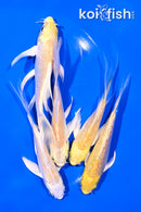 PACK OF (5) 4-5.5" YELLOW BUTTERFLY KOI