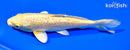 6.75" GINRIN YAMABUKI OGON