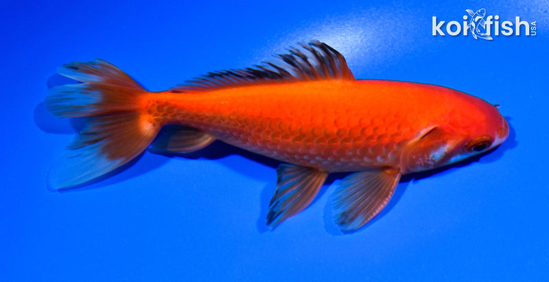 5.5" WAKIN GOLDFISH