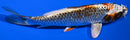 6" BENI GINGA