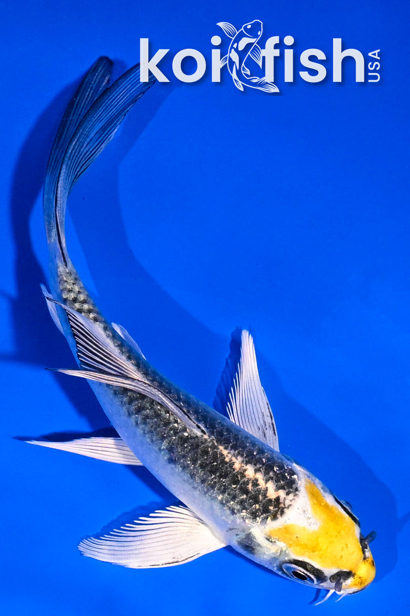 4.5" KUJAKU BUTTERFLY