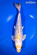 11.75" GINRIN KUJAKU