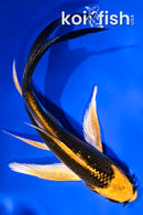 5" KIN ORENJI MATSUBA BUTTERFLY