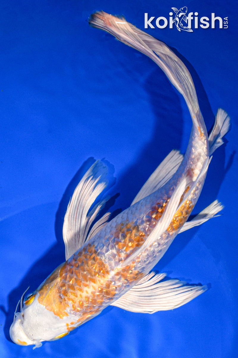 9.5" GINRIN HARIWAKE BUTTERFLY