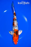 8.25" GINRIN YAMATO NISHIKI