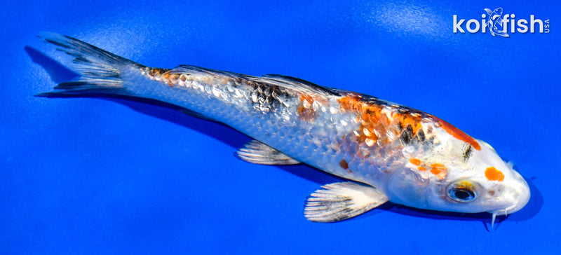 6" GINRIN YAMATO NISHIKI