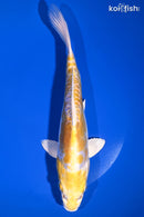 9" DOITSU LEMON HARIWAKE