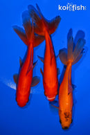 PACK OF (3) 5" WAKIN GOLDFISH