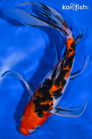10" SANKE BUTTERFLY