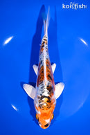 7.75" ARAGOKE KUJAKU