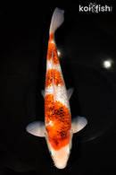 12.25" GINRIN GOROMO