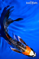 5.5" GINRIN BENI GINGA BUTTERFLY