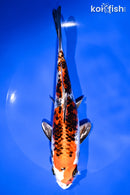7.75" KUJAKU