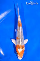 5.5" KUJAKU