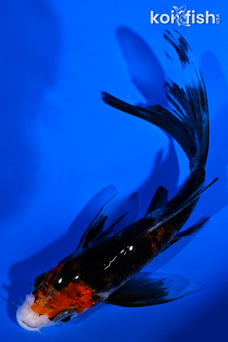 5" SANKE BUTTERFLY