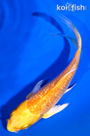 5" GINRIN YAMABUKI OGON BUTTERFLY