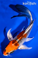 6.75" KUJAKU BUTTERFLY