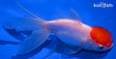 5" TANCHO ORANDA GOLDFISH