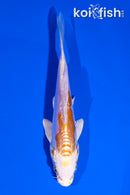 4" KIKUSUI