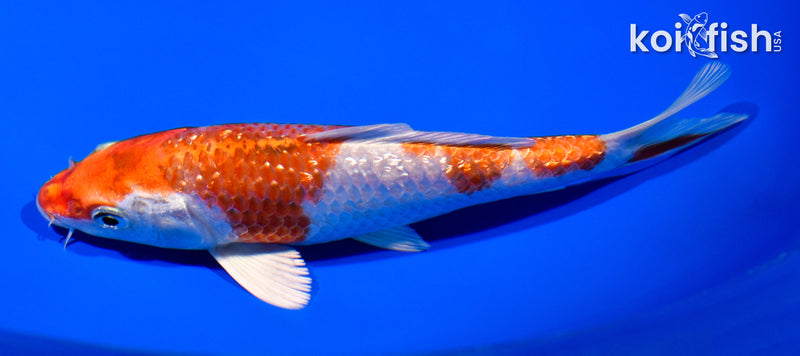 6.5" GINRIN HARIWAKE