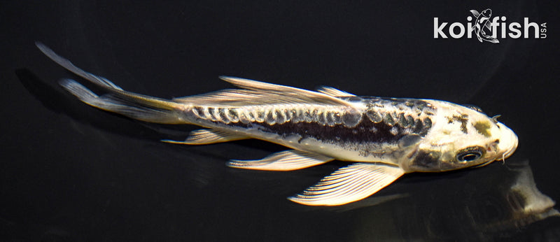 5.75" GINRIN ARAGOKE KIKOKURYU BUTTERFLY