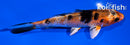 5" YAMATO NISHIKI