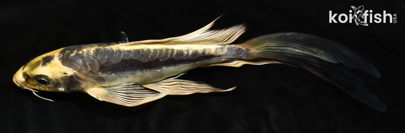7" ARAGOKE KIN KIKOKURYU BUTTERFLY