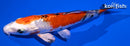 5" YAMATO NISHIKI