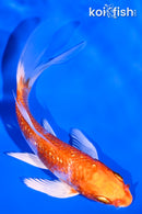 4.5" GINRIN HARIWAKE BUTTERFLY