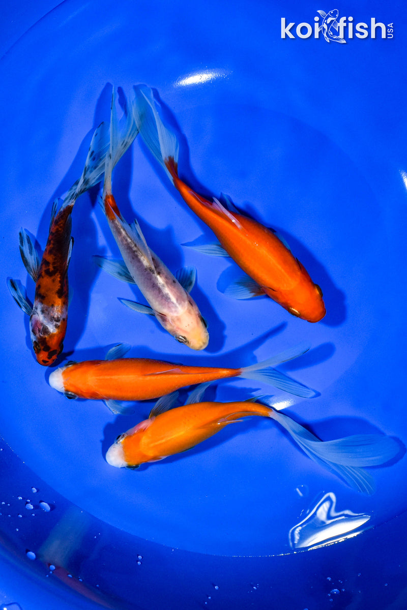 PACK OF (5) 5"-5.75" ASSORTED GOLDFISH