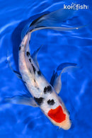 9.75" TANCHO SANKE BUTTERFLY