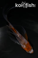 4.5" GINRIN OCHIBA SHIGURE BUTTERFLY
