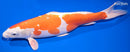 15.25" LEATHER KIKUSUI