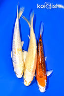 6.5 - 6.75" PACK OF (3) STANDARD KOI