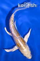 4.5" DOITSU LEMON HARIWAKE BUTTERFLY